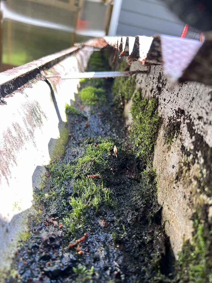 Gutter before cleaning